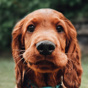 Tailored puppy dog food