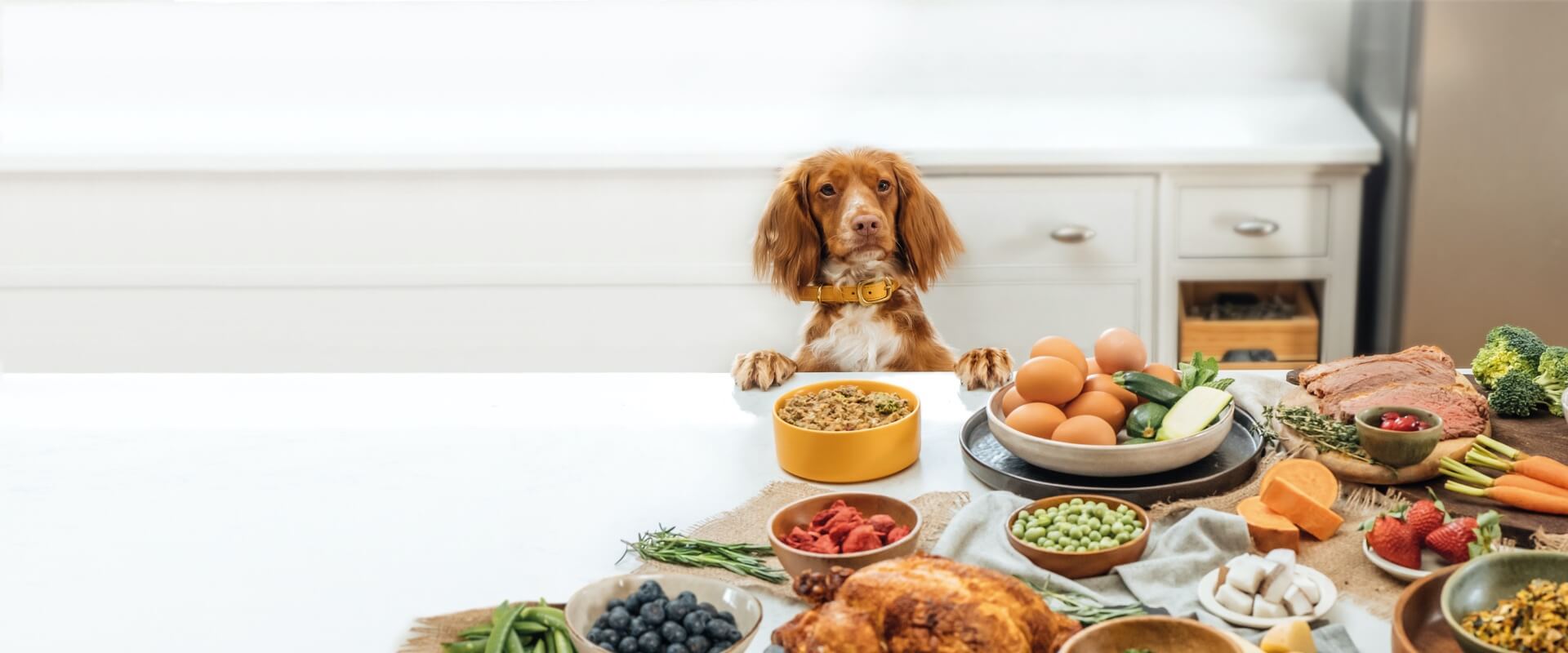 Personalised dog food