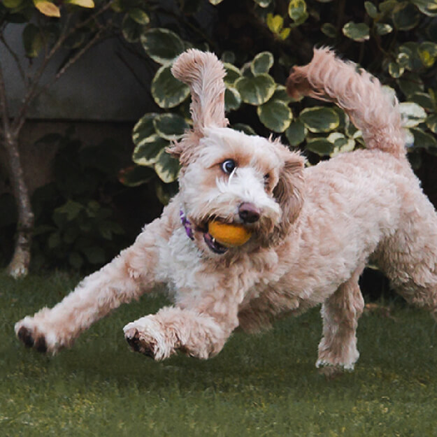 Tailored dog food benefits